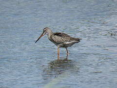 Spotted Redshank