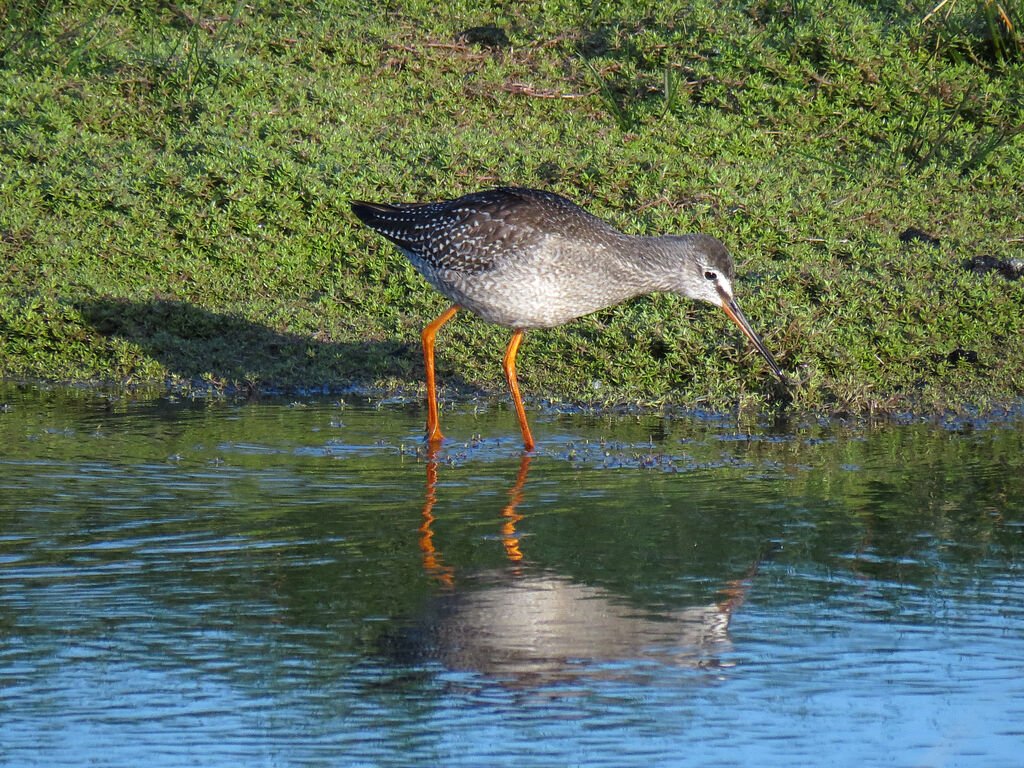 Spotted Redshank