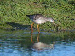 Spotted Redshank