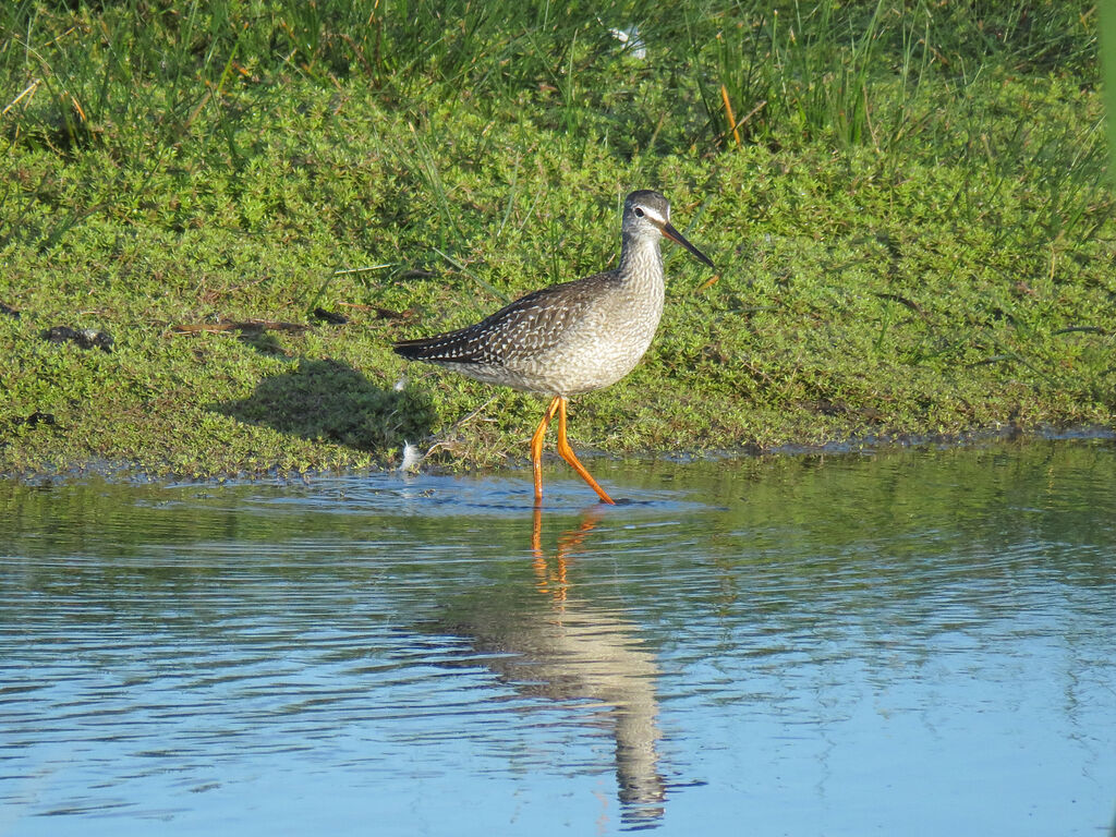 Spotted Redshank