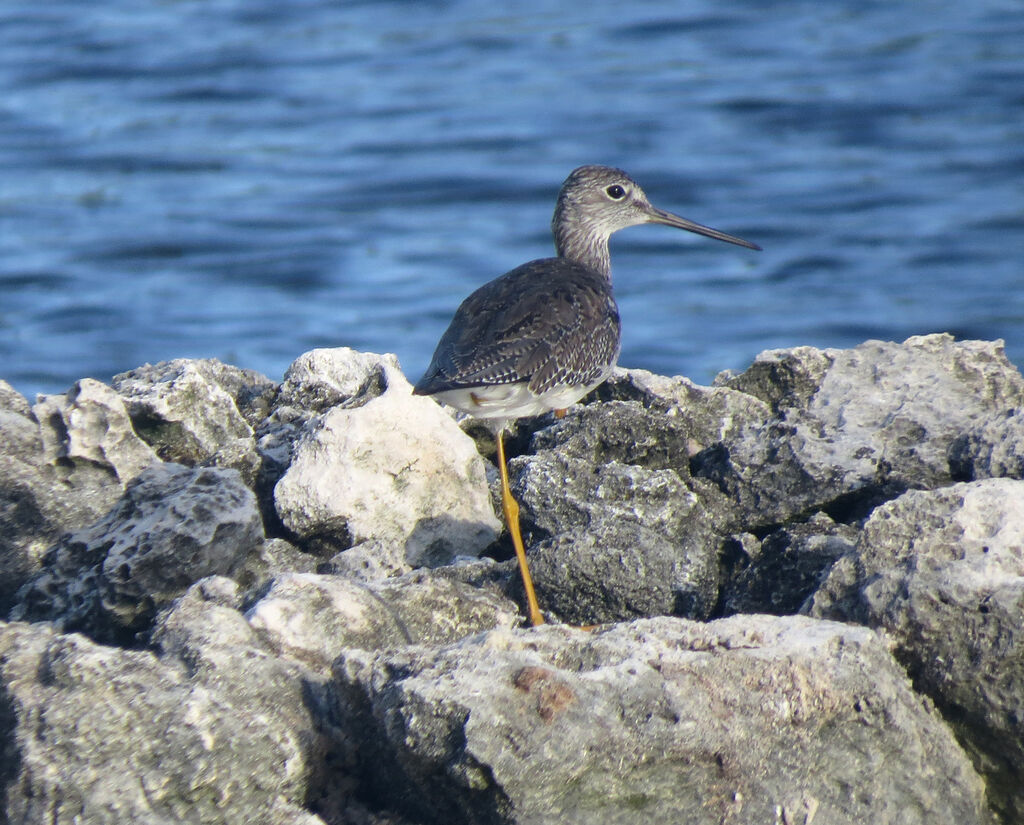 Greater Yellowlegs