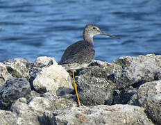 Greater Yellowlegs