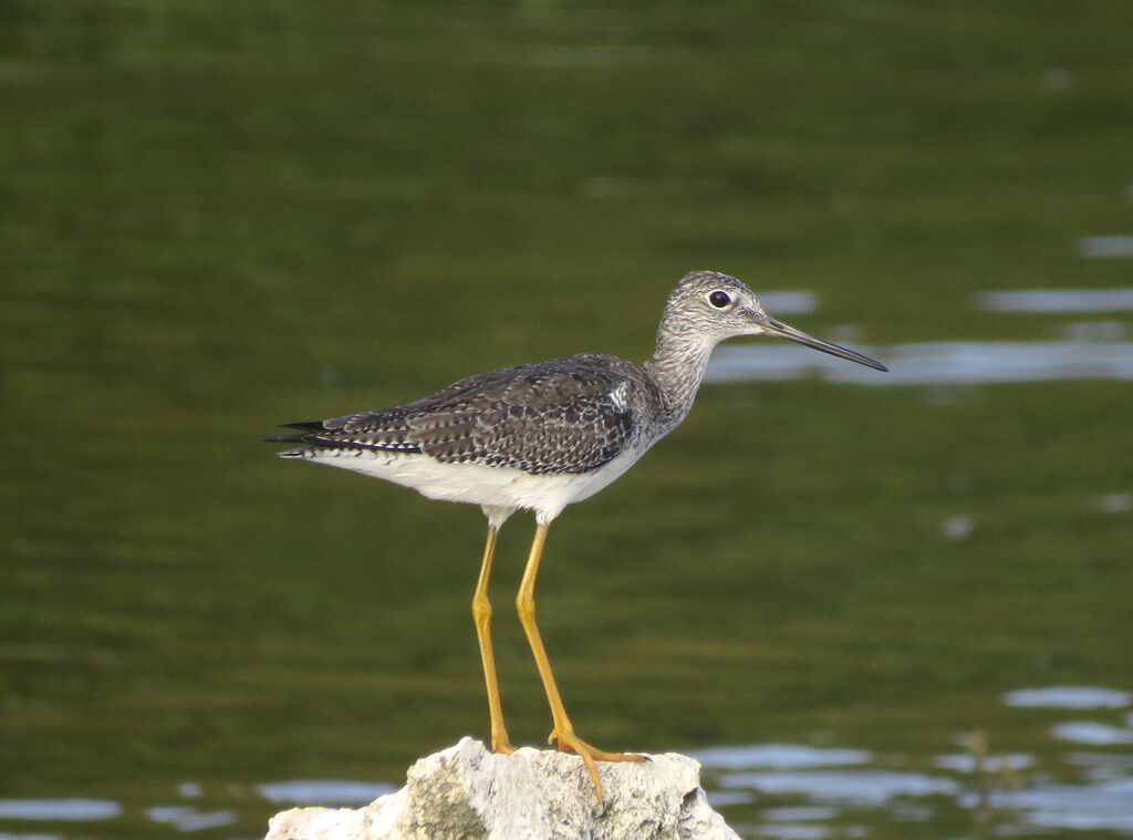 Greater Yellowlegs