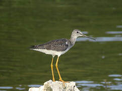 Greater Yellowlegs