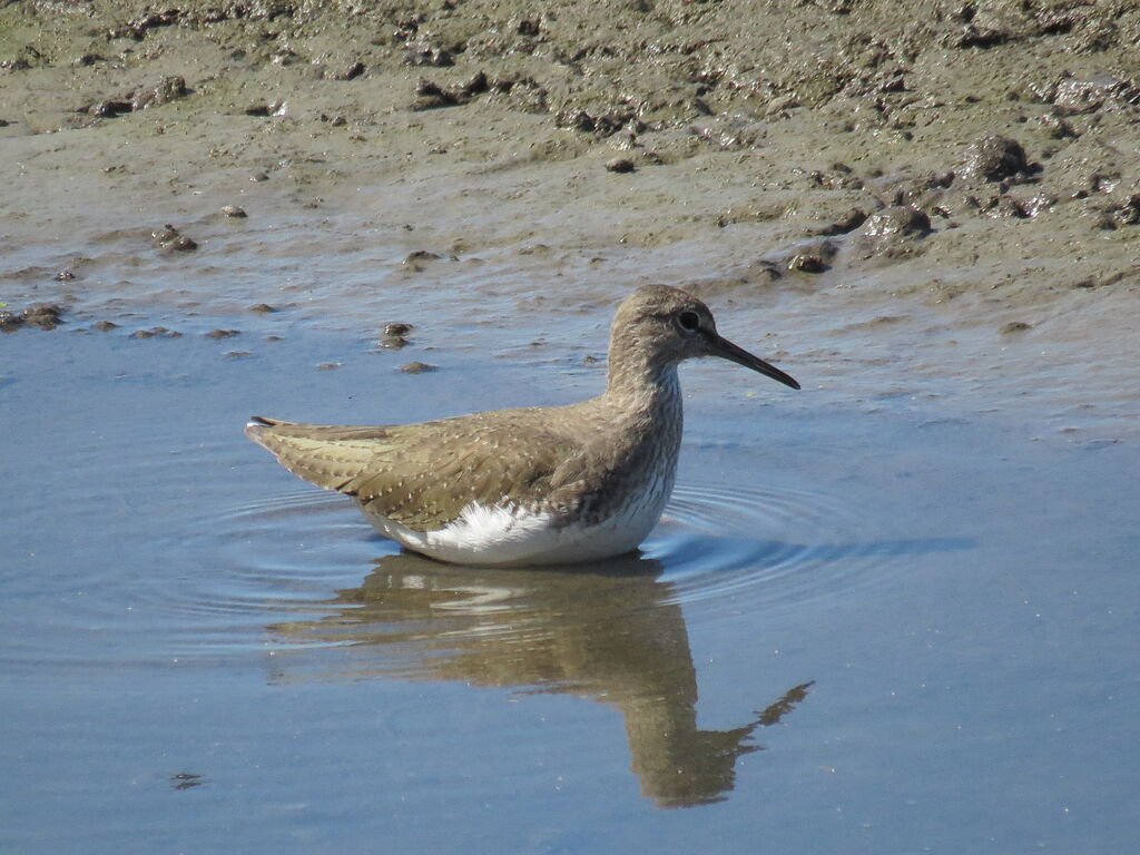 Green Sandpiper