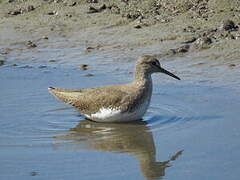 Green Sandpiper