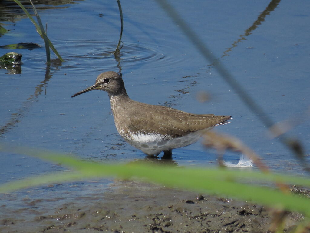 Green Sandpiper