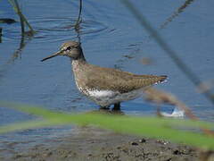 Green Sandpiper