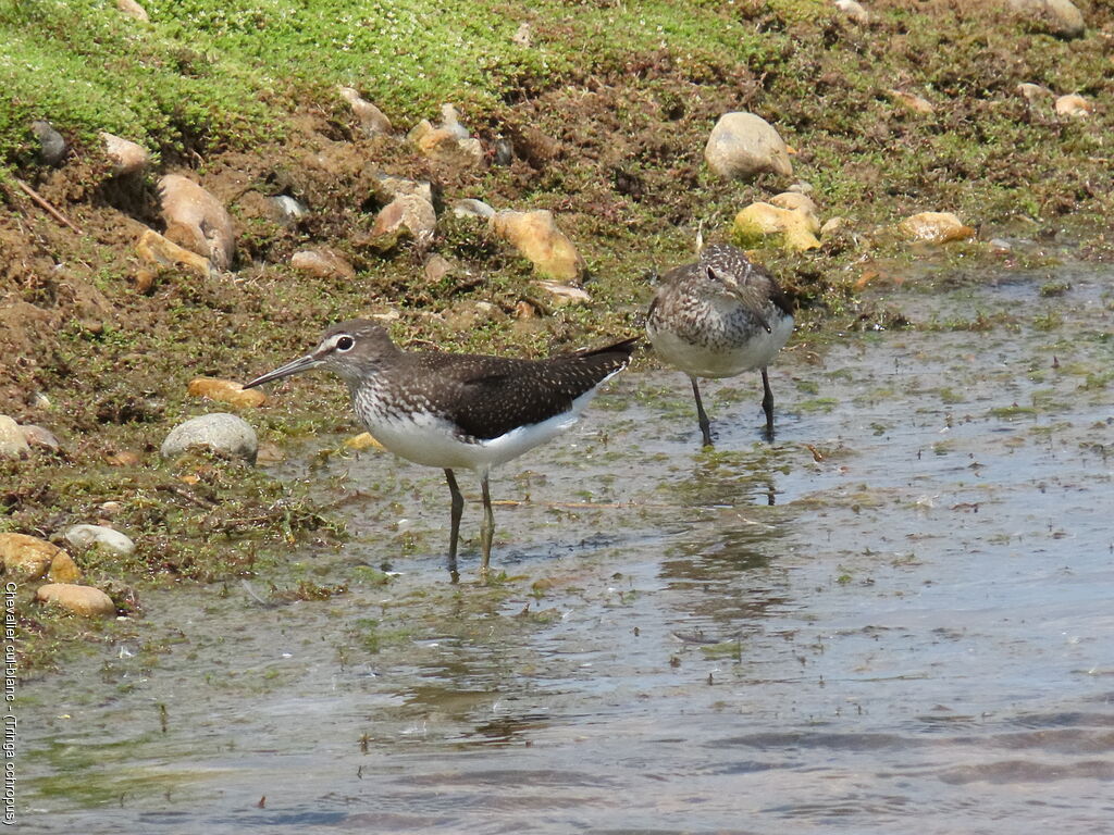 Green Sandpiper