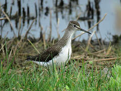 Green Sandpiper