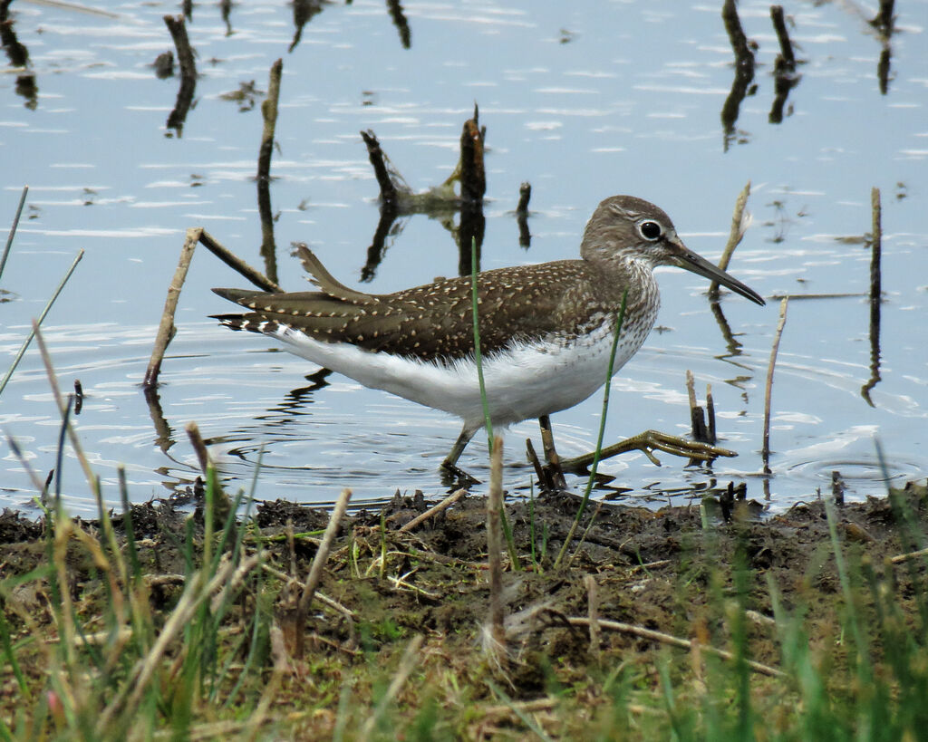 Green Sandpiper