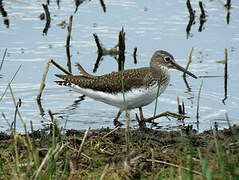 Green Sandpiper