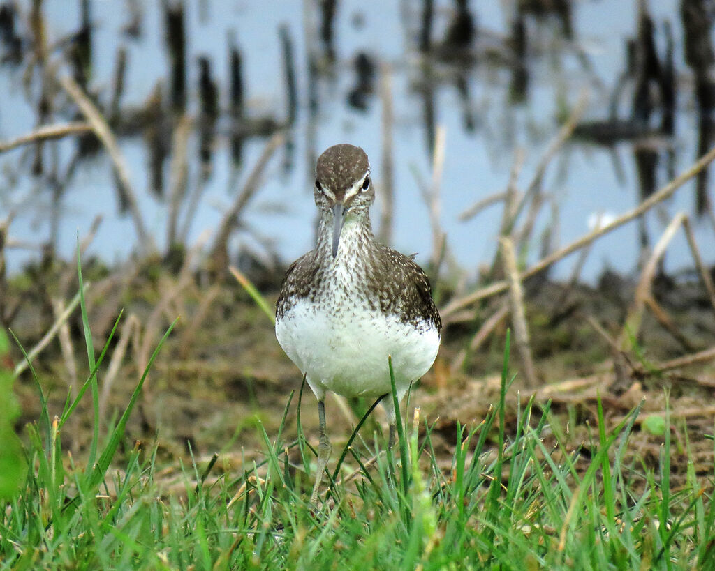 Green Sandpiper