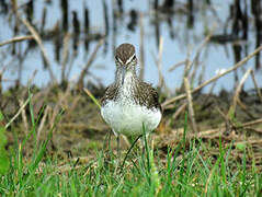 Green Sandpiper