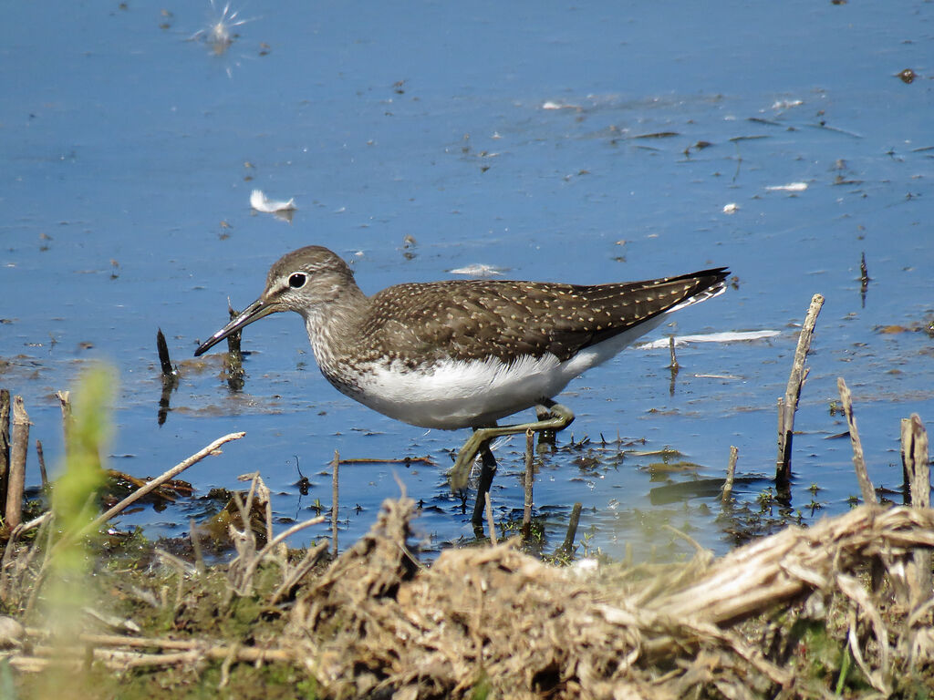 Green Sandpiper