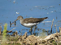 Green Sandpiper