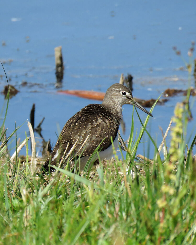 Green Sandpiper