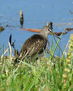 Green Sandpiper