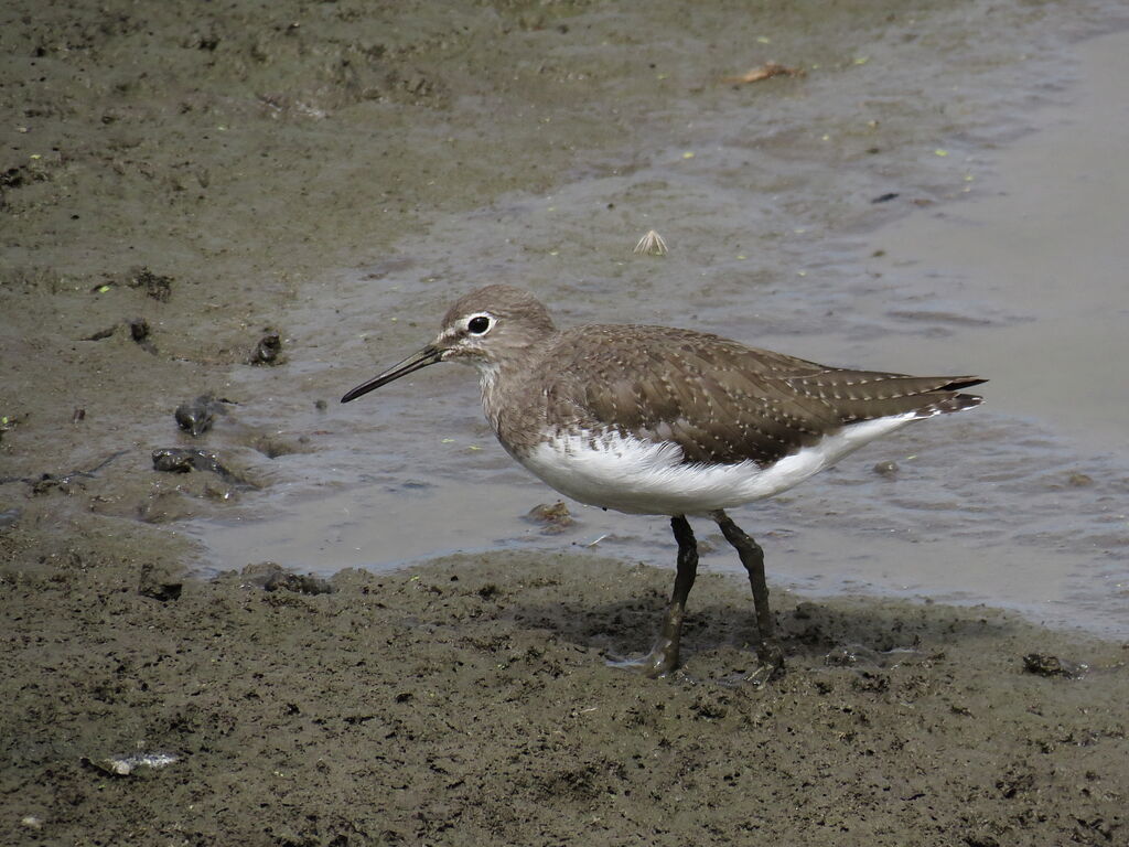 Green Sandpiper