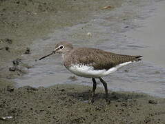 Green Sandpiper