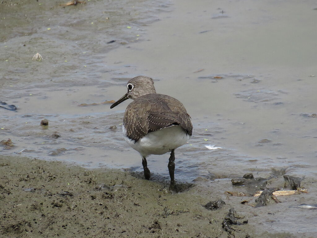 Green Sandpiper