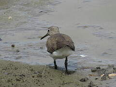 Green Sandpiper