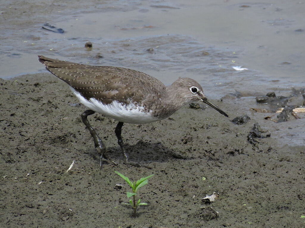 Green Sandpiper