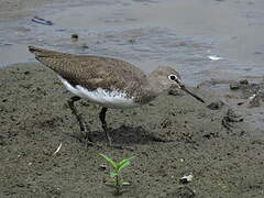 Green Sandpiper