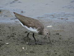 Green Sandpiper