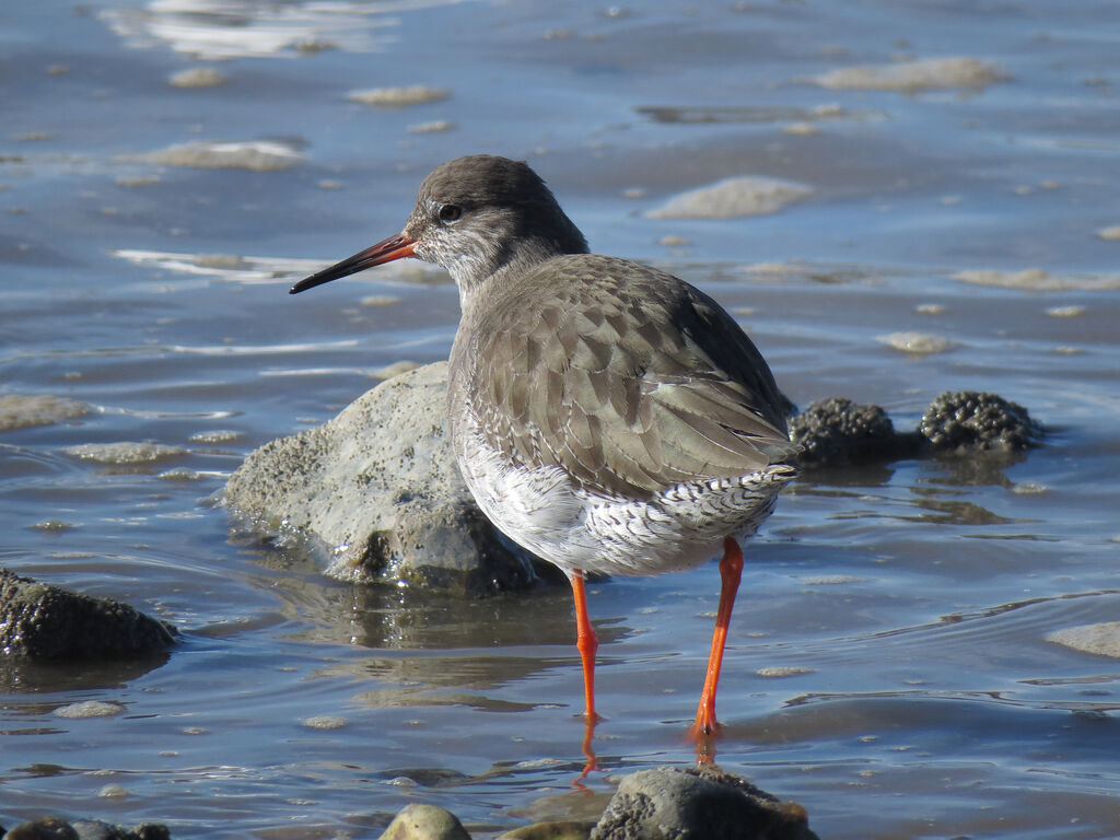 Common Redshank