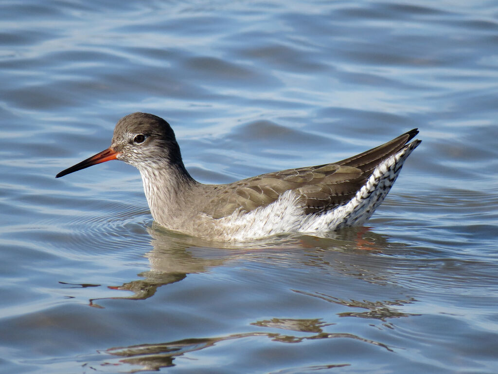 Common Redshank