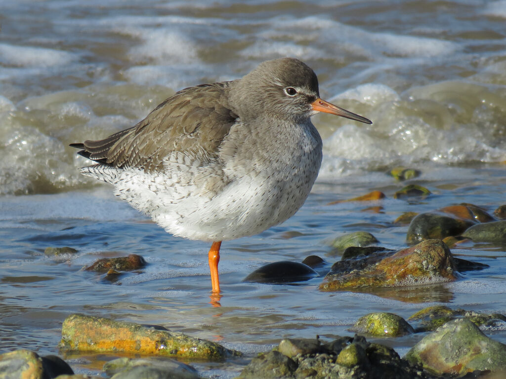 Common Redshank