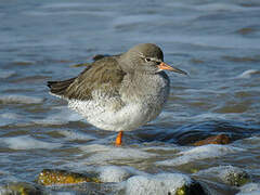 Common Redshank