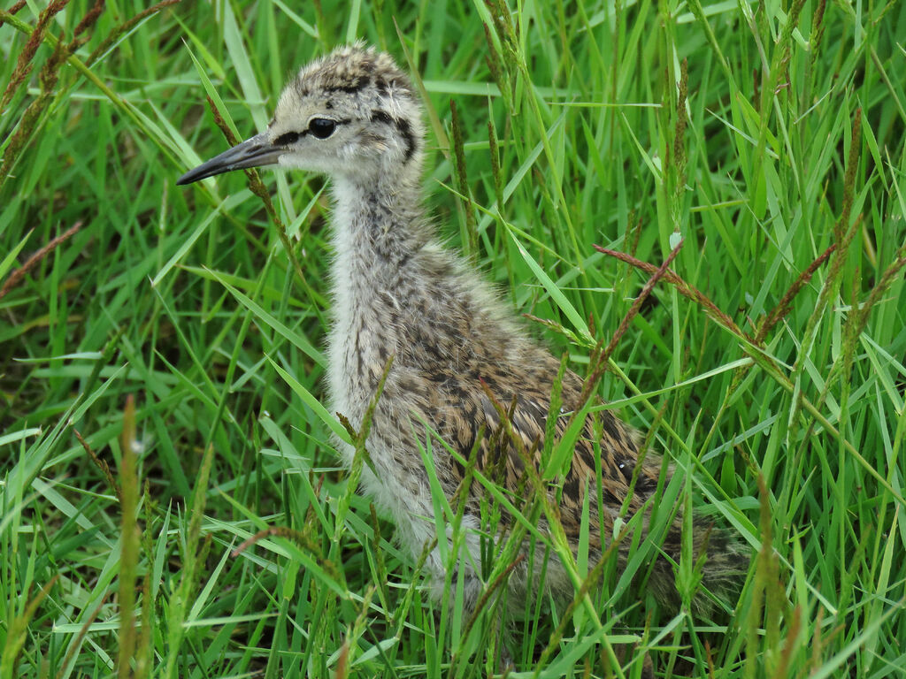 Common Redshankjuvenile