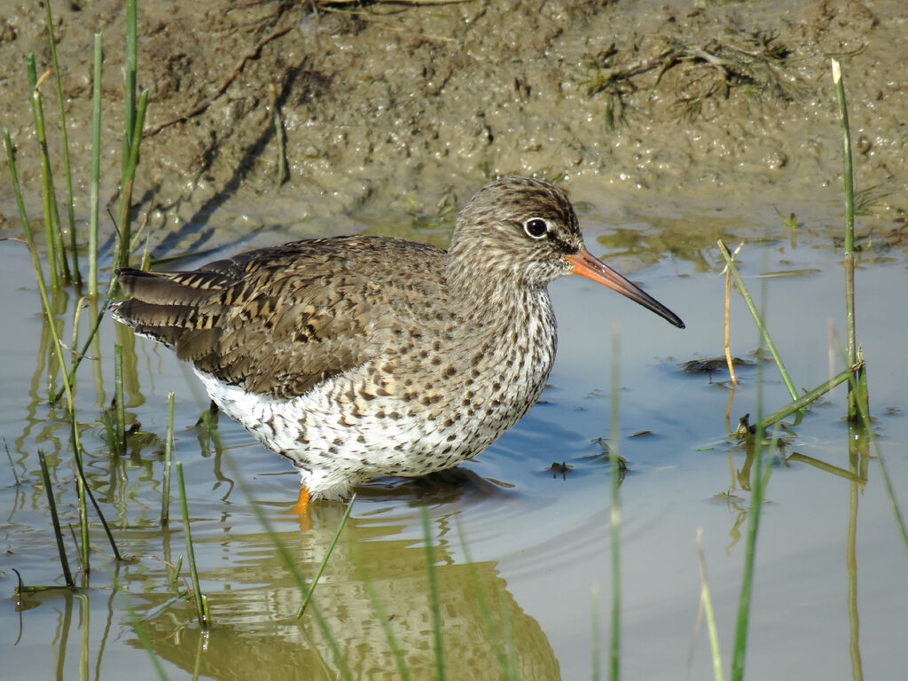 Common Redshank