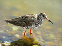 Common Redshank