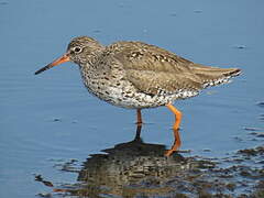 Common Redshank