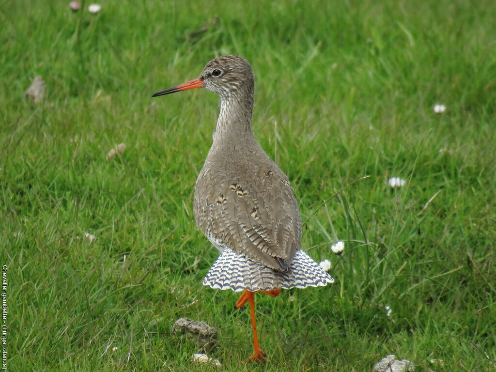 Common Redshank