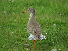 Common Redshank