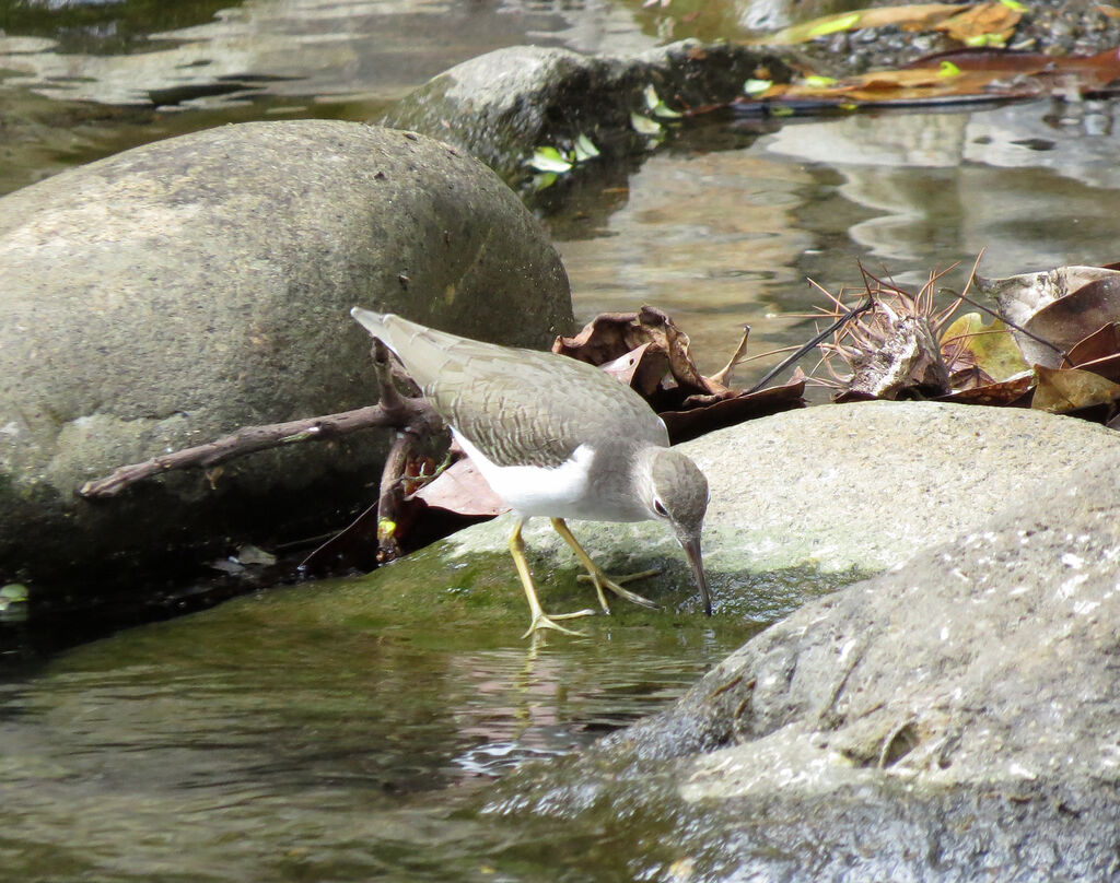 Spotted Sandpiper