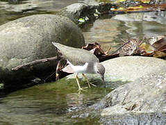 Spotted Sandpiper