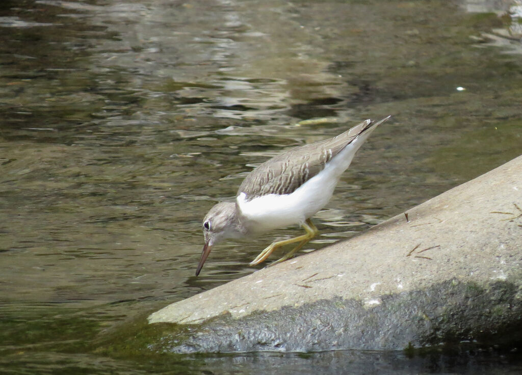 Spotted Sandpiper