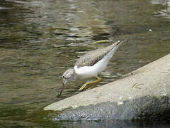 Spotted Sandpiper