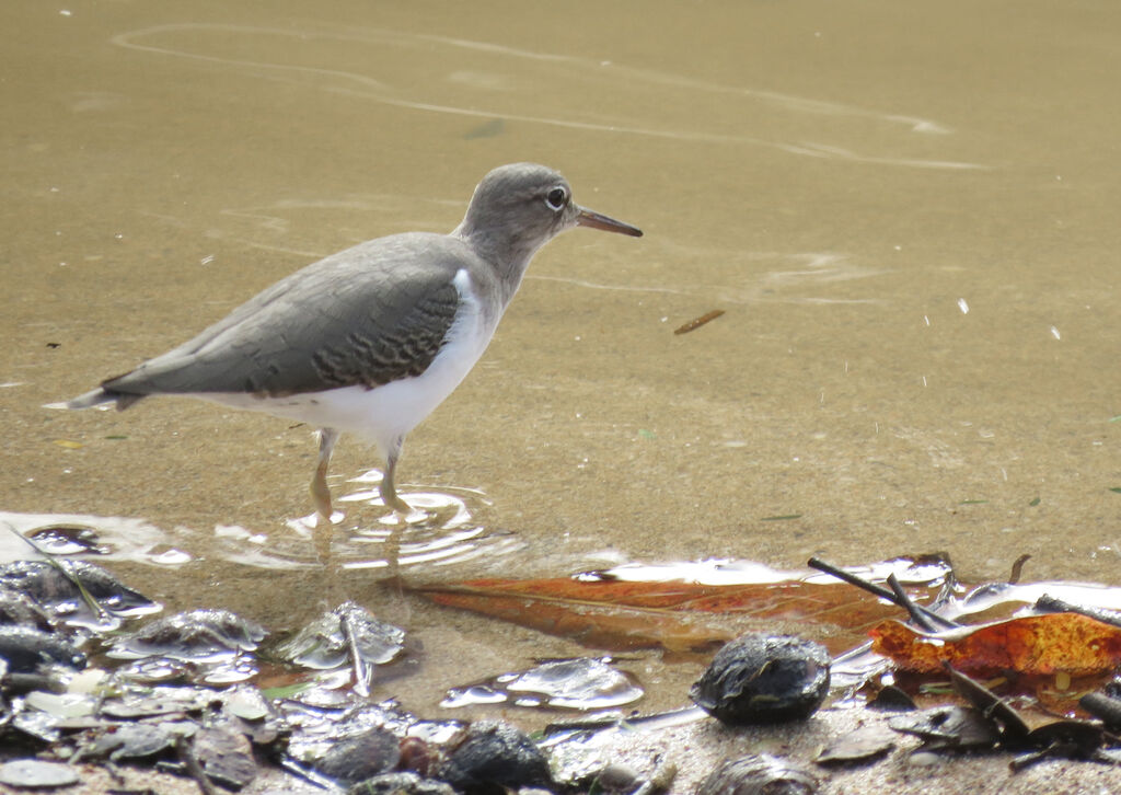 Spotted Sandpiper