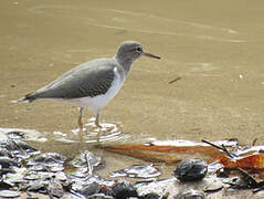 Spotted Sandpiper