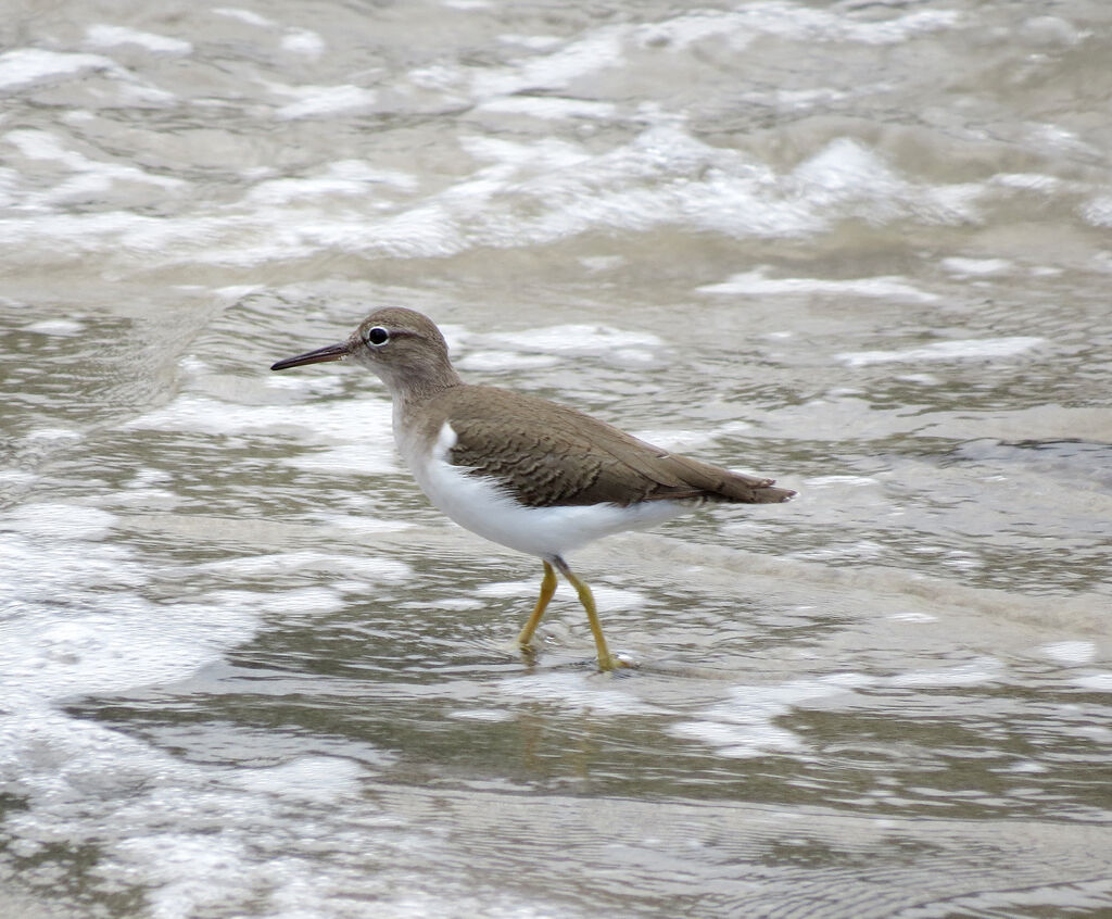 Spotted Sandpiper