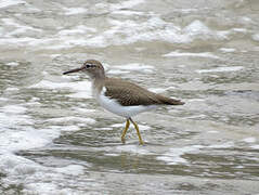 Spotted Sandpiper