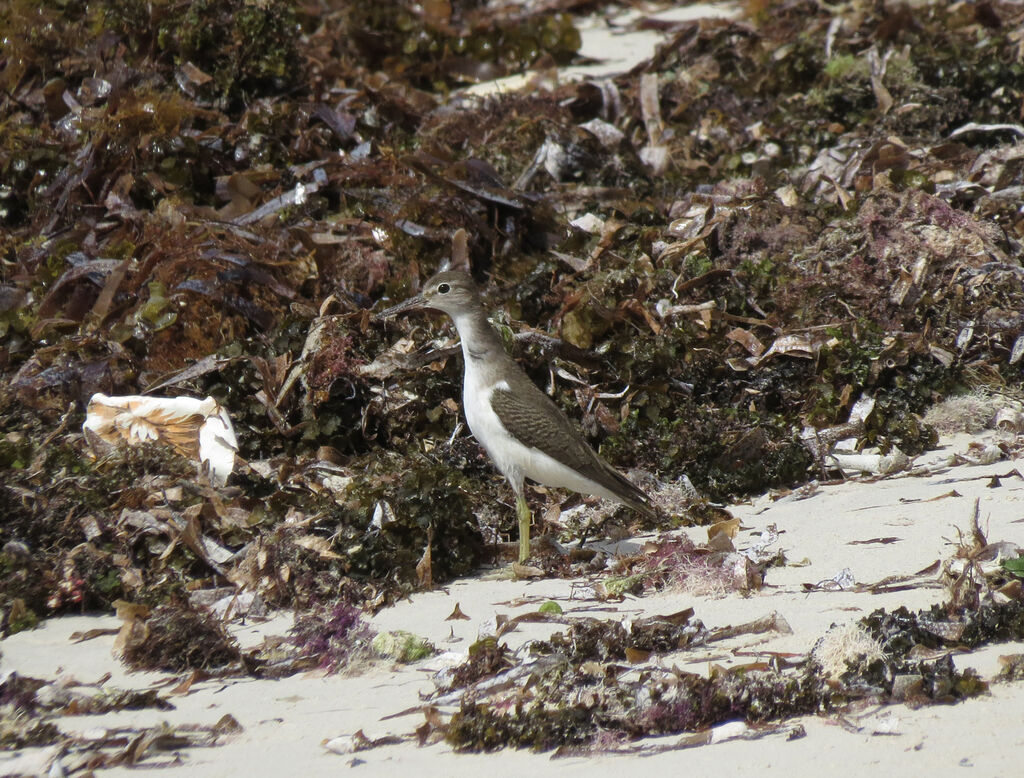 Spotted Sandpiper