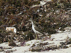 Spotted Sandpiper