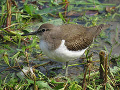 Common Sandpiper